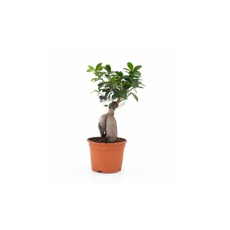 Ficus microcarpa 'compacta' ginseng grosses racines taille pot de 2 litres ? 30/40 cm