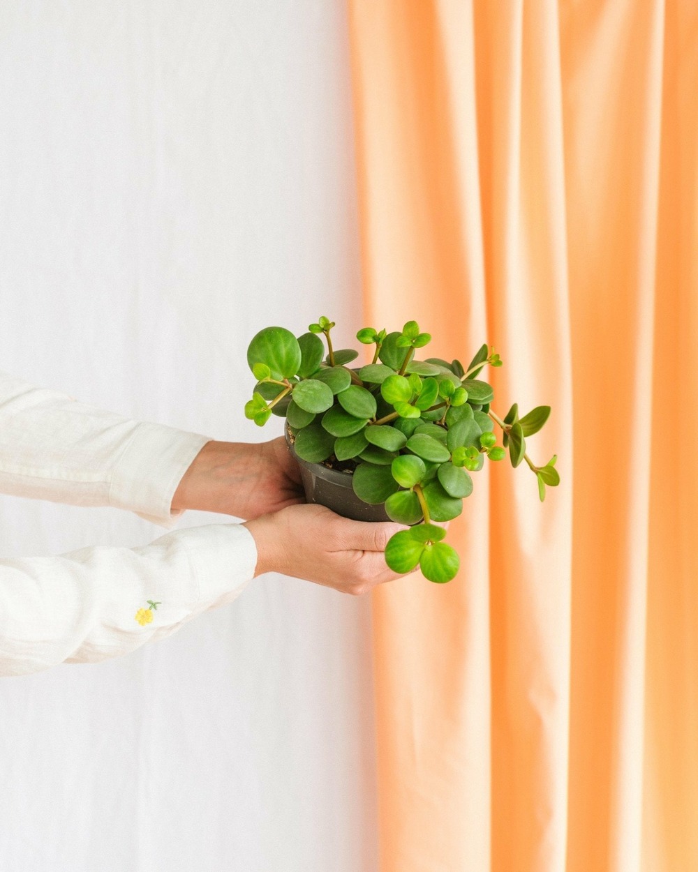 Plante artificielle en pot peperomia Expédié Aujourd’hui
