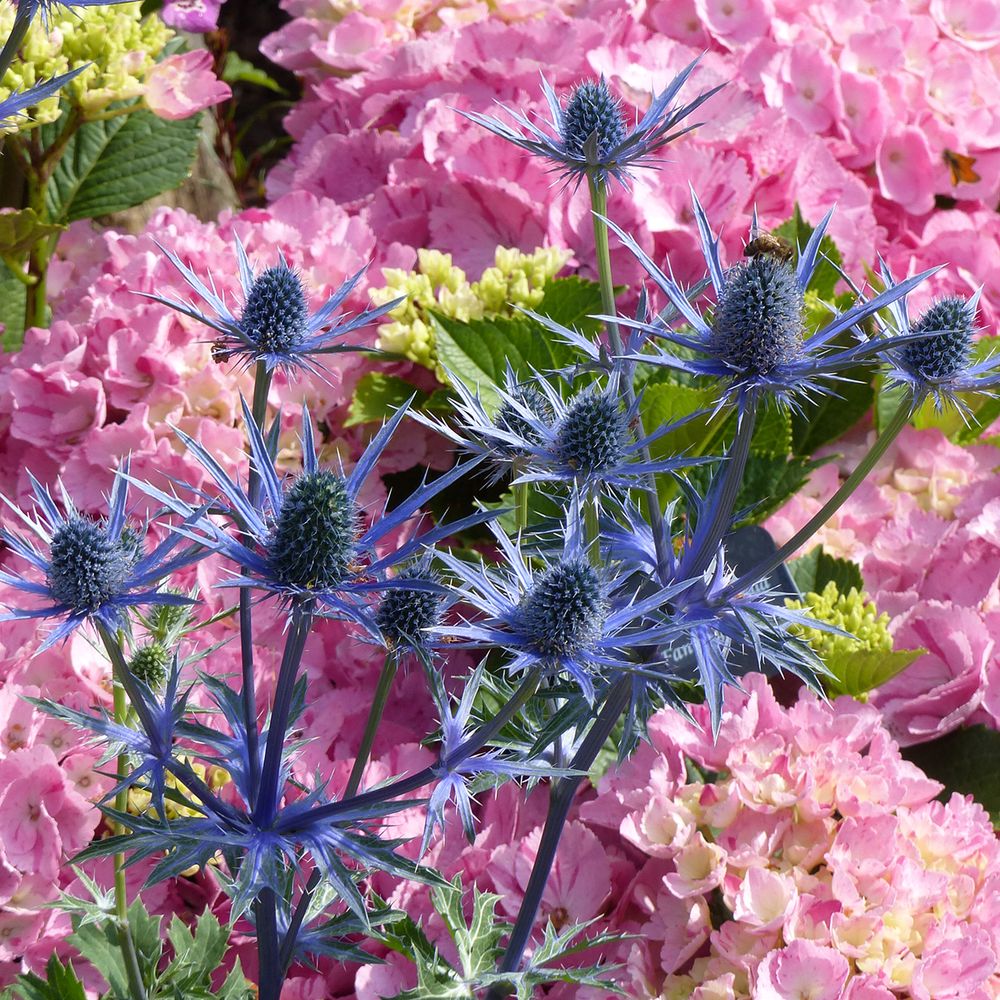 Panicaut, chardon 'big blue' pot de 2l/3l