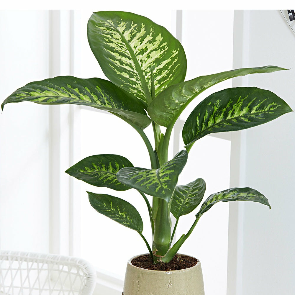 Dieffenbachia tropic snow - le pot / ø 17cm / hauteur livrée 65-70cm