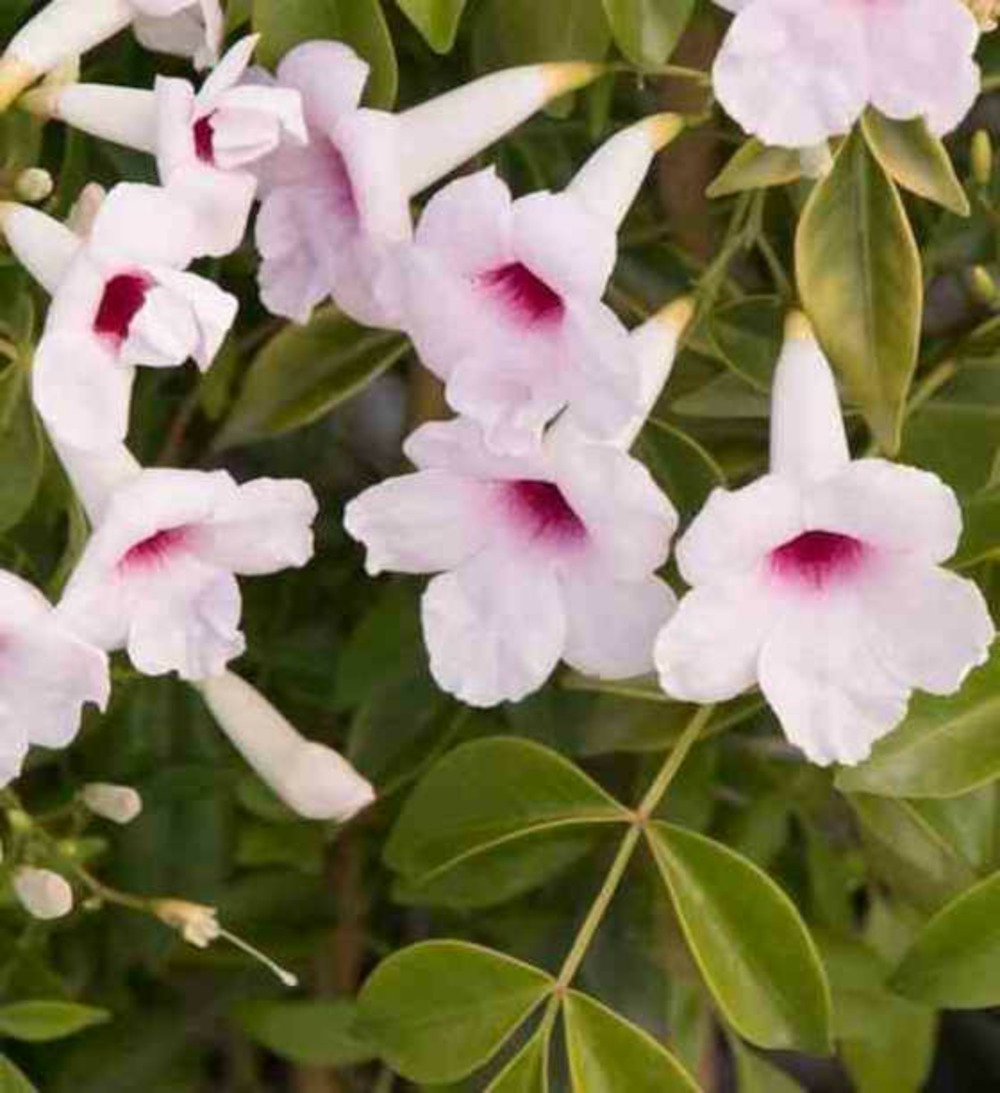 Pandorea jasminoides (faux jasmin de bignone) pot de 25l - 180/200cm