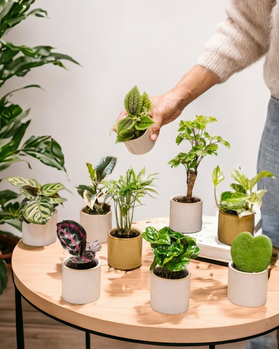 Coffret baby plantes 27cm - plante d'intérieur