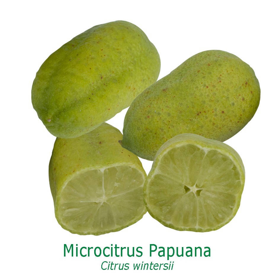 Microcitrus papuana bio tailles:pot de 3 litres, hauteur 30/40 cm