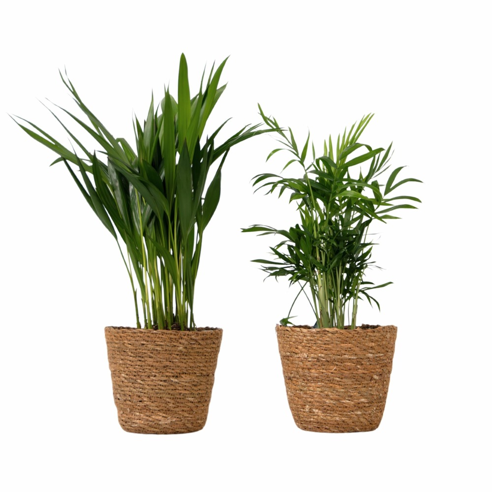Petits dypsis et chamaedorea - lot de 2 avec panier - hauteur 25-40cm - ⌀12cm