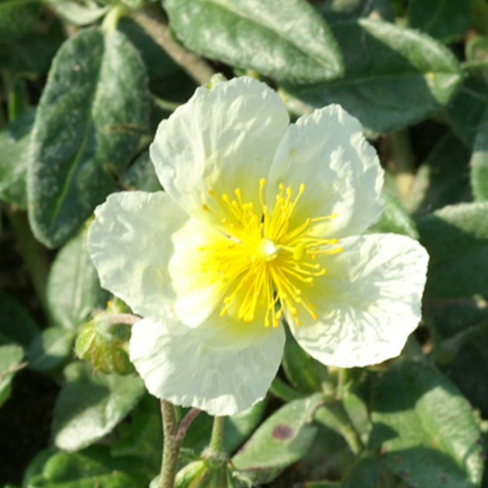 Hélianthème elfenbeinglanz godet - 5/20 cm