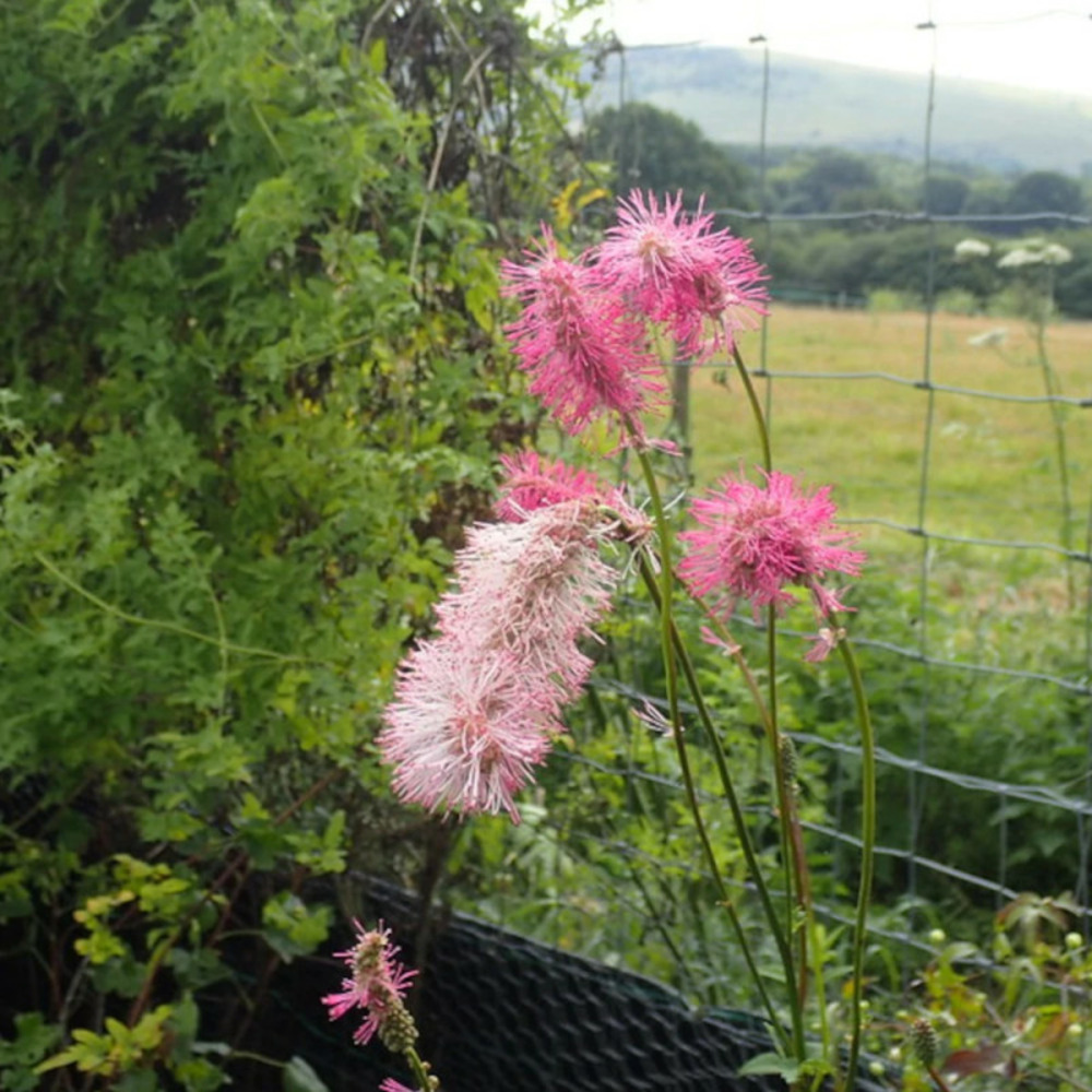 Sanguisorba - pimprenelle pink elephant lot de 5 godets