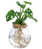 Monstera monkey mask en verre - plante trouée - hydroponique - plante d'intérieur dans l'eau