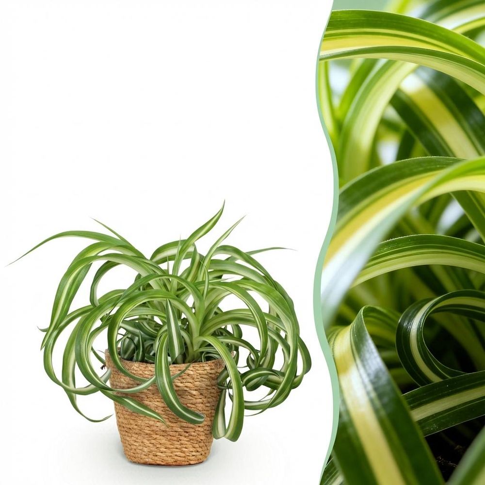 Chlorophytum comosum bonnie - pet-friendly - pot de 12cm - hauteur 20cm - plantes d'intérieur