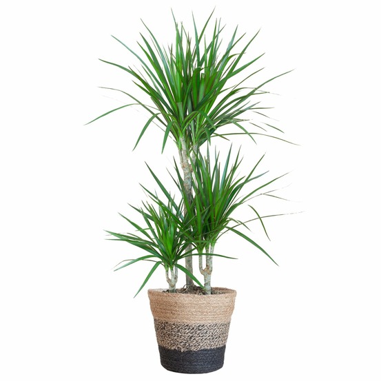 Dracaena marginata et son pot panier multicolor - hauteur 95cm