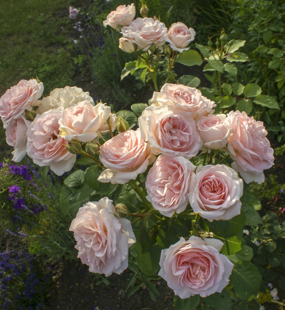 Rosier anglais 'clair renaissance' pot de 4l/5l