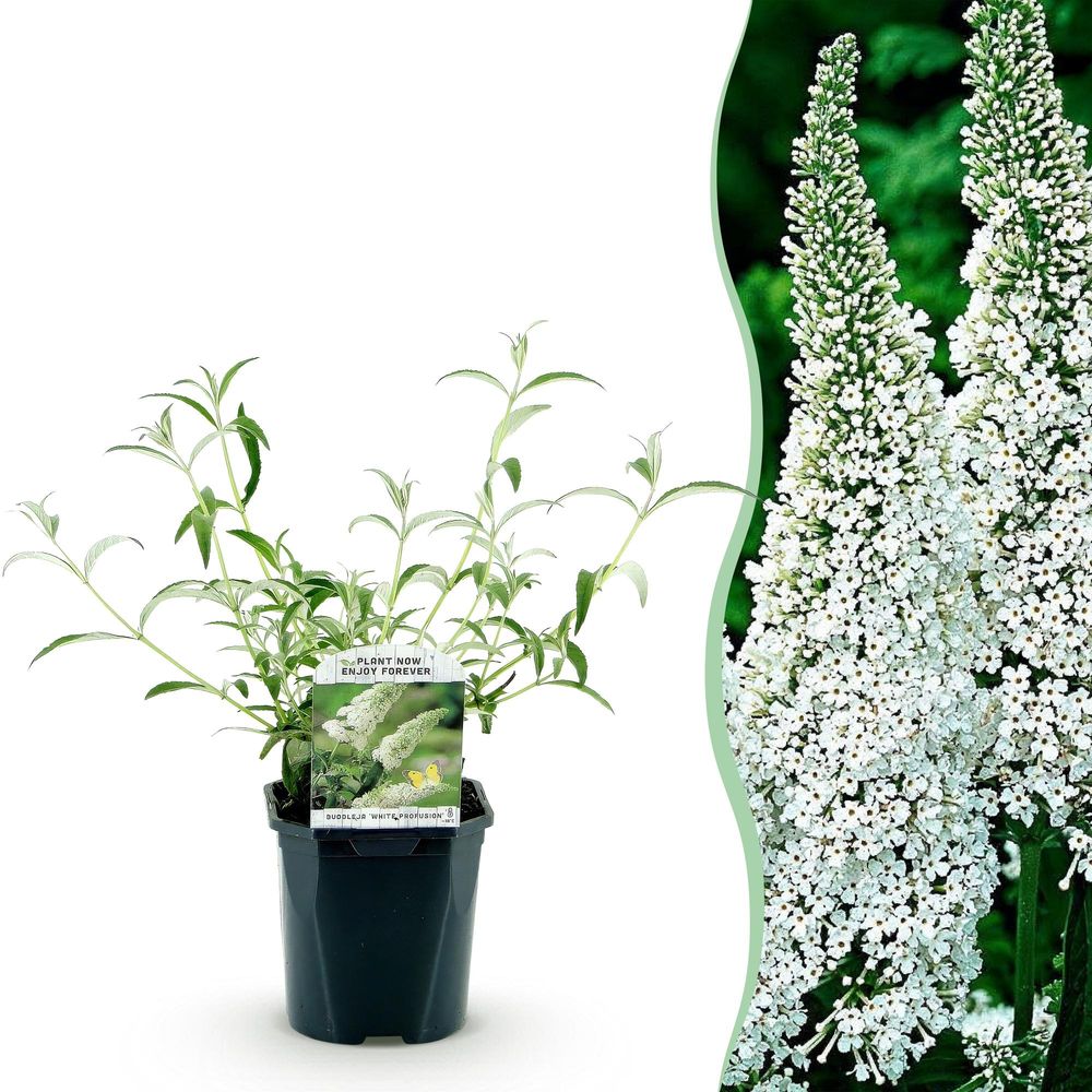Arbre aux papillons 'white profusion' - pot 17 cm - hauteur 25 cm