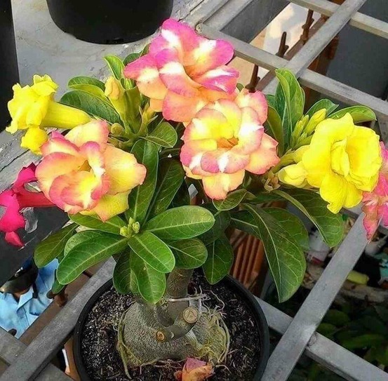 Adenium obesum cv.banburiet rouge - caudex d'environ 150g
