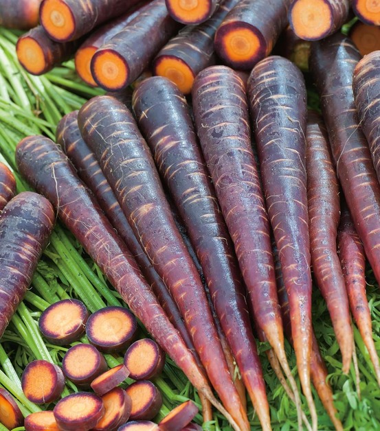 Carotte purple haze f1 - 1000 graines