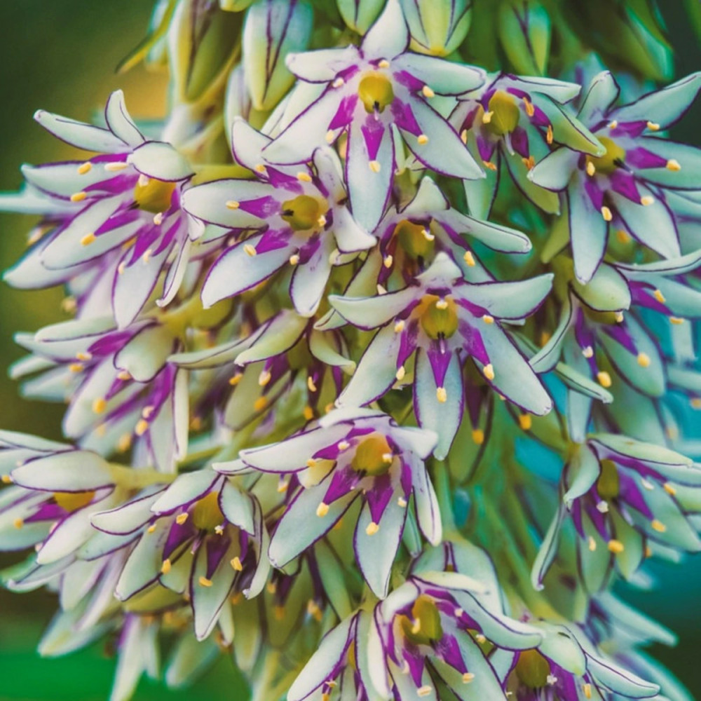 Bulbe de fleur ananas, eucomis bicolor sachet de 3 bulbes