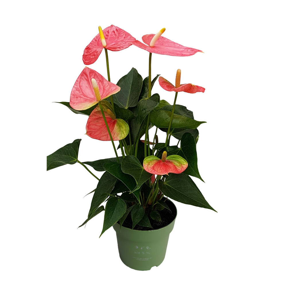 Langue de feu - anthurium 'colorado pink' - hauteur 40-55cm - ø14cm