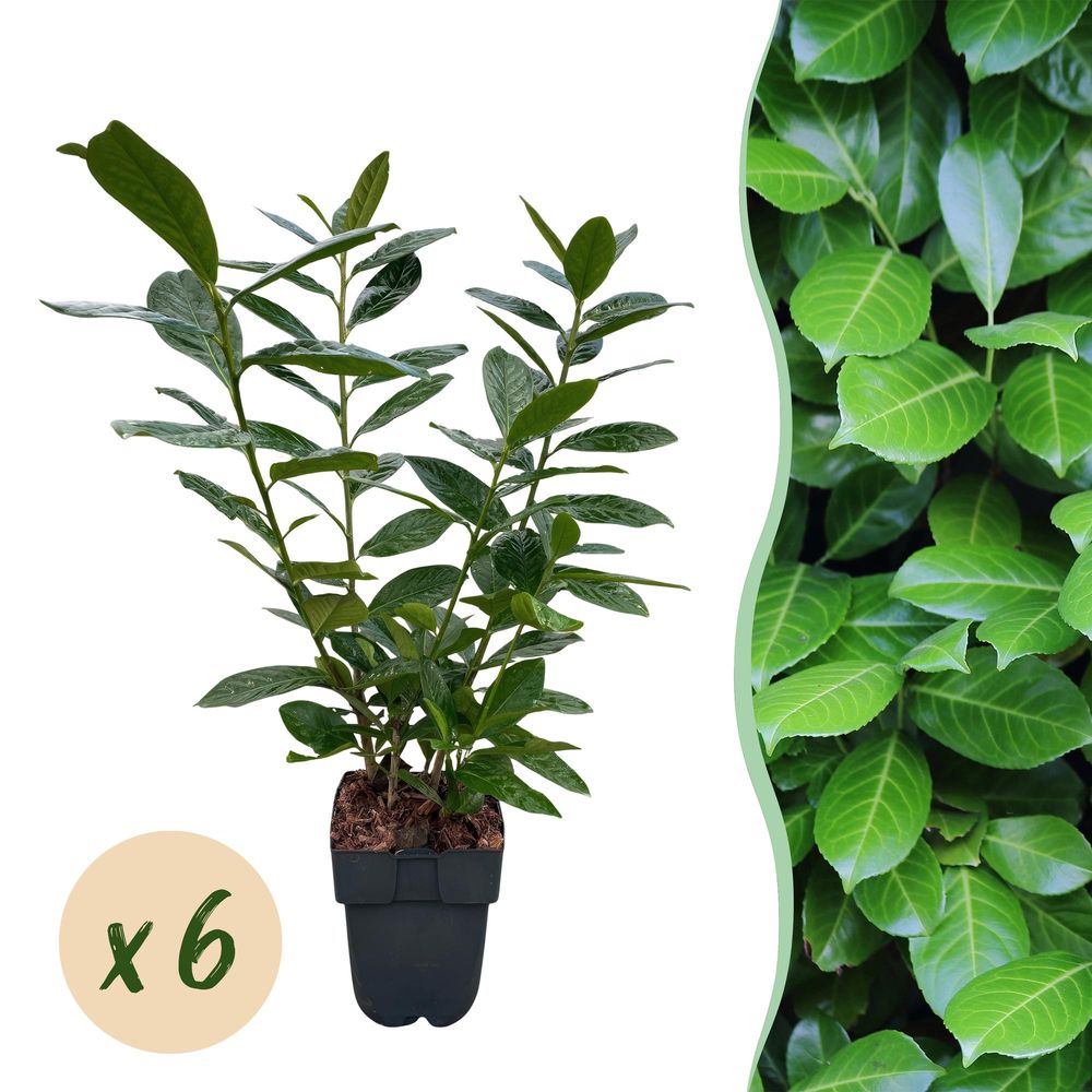 Laurier-cerise novita - pot 17 cm - hauteur 50 cm