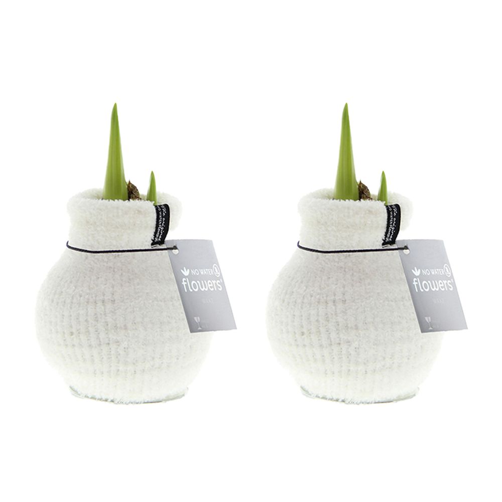 Lot de 2 - bulbe d'amaryllis en cire - blanc cosy - bulbe à fleurs - h. 15-25 cm à la livraison