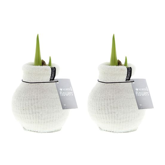 Lot de 2 - bulbe d'amaryllis en cire - blanc cosy - bulbe à fleurs - h. 15-25 cm à la livraison