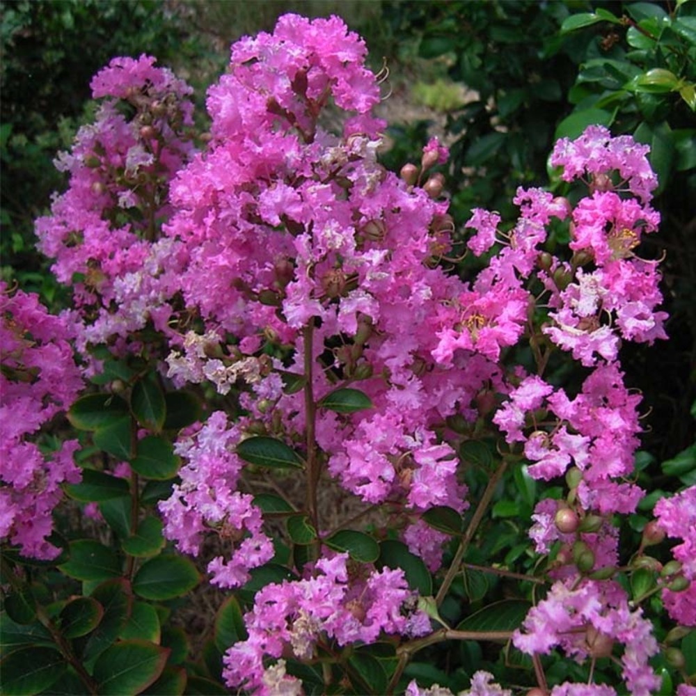 Lilas des indes 'jeanne desmartis' pot de 3l/4l