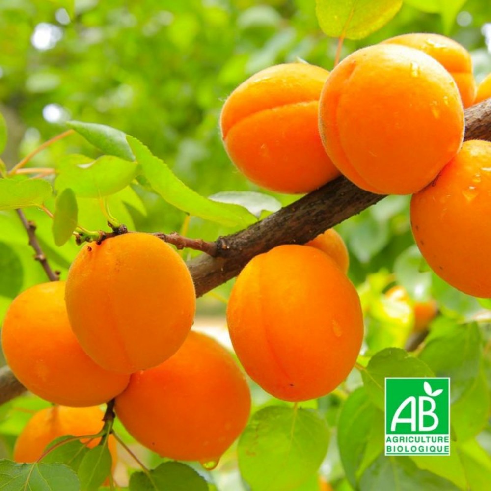 Abricotier 'Royal' BIO…