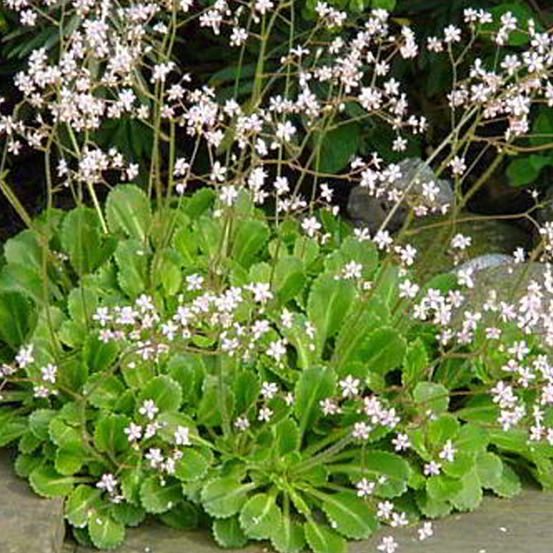 6 x désespoir du peintre - saxifraga urbium - godet 9cm x 9cm