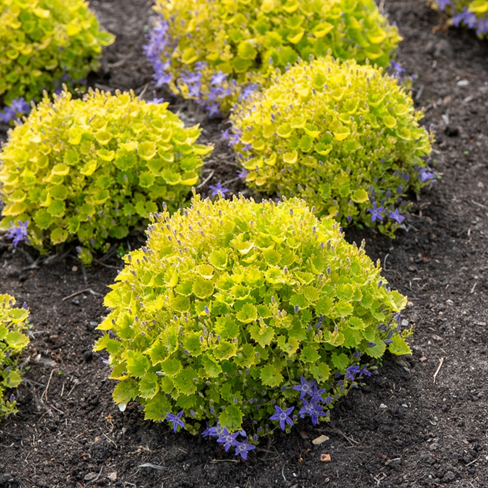 Campanule dickson's gold campanule dorée de dickson - le pot / ø 9cm