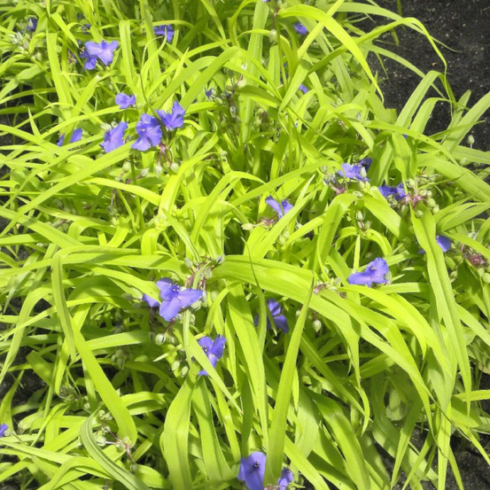 Éphémère de virginie sweet kate lot de 3 godets