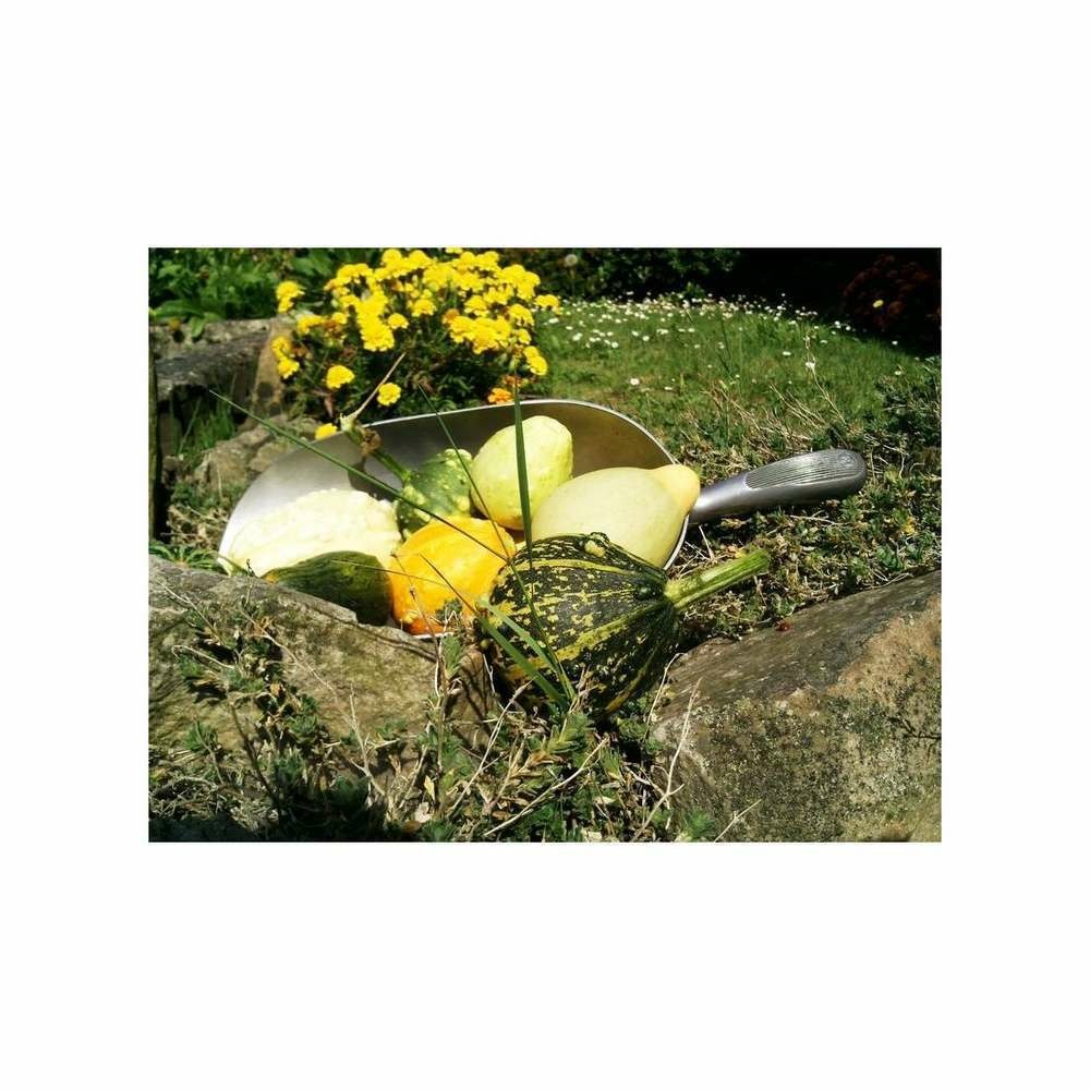 Coloquinte à petits fruits en mélange