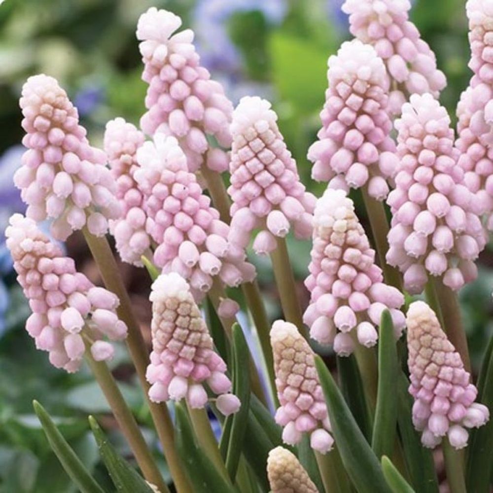 Muscari 'pink sunrise' bulbe calibre 6+ (par 5)