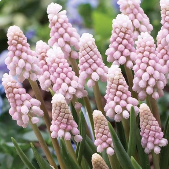 Muscari 'pink sunrise' bulbe calibre 6+ (par 5)