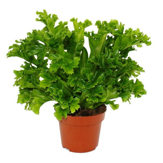 Asplenium antiquum leslie variétés spéciales de fougères pour la chambre fougère nid pot de 12cm hauteur environ 25cm