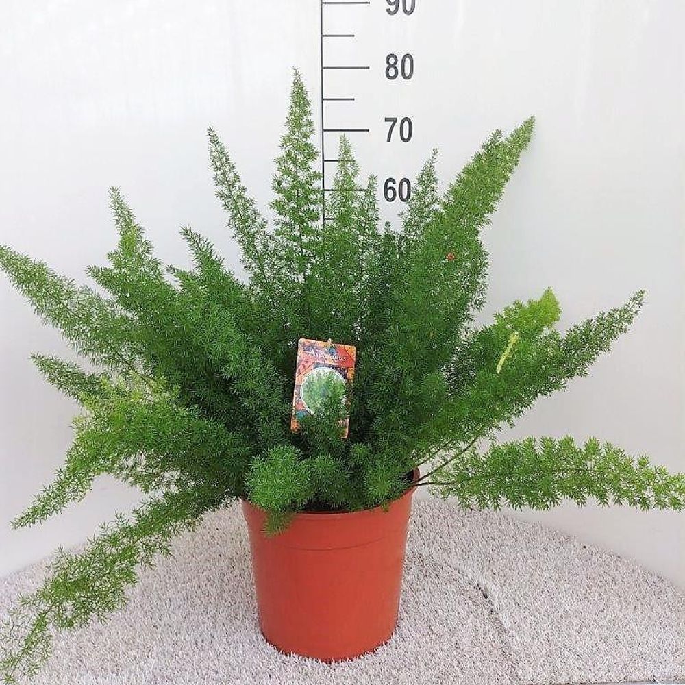 Asparagus d. Meyers - ø27cm - ↕60cm - plantes d'intérieur
