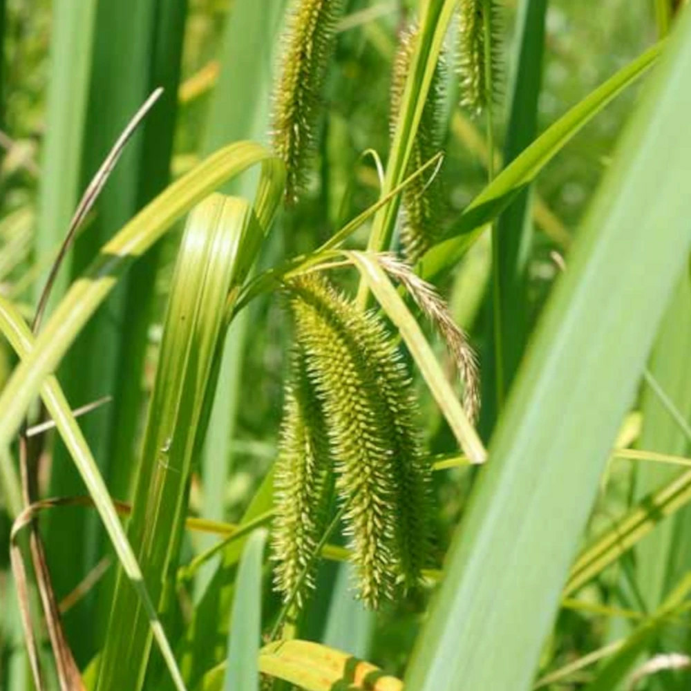 Laîche faux-souchet lot de 9 godets