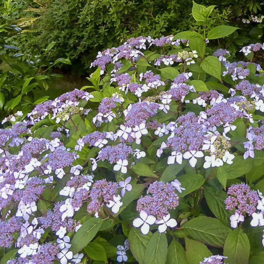 Hortensia 'grayswood' pot de 2l/3l