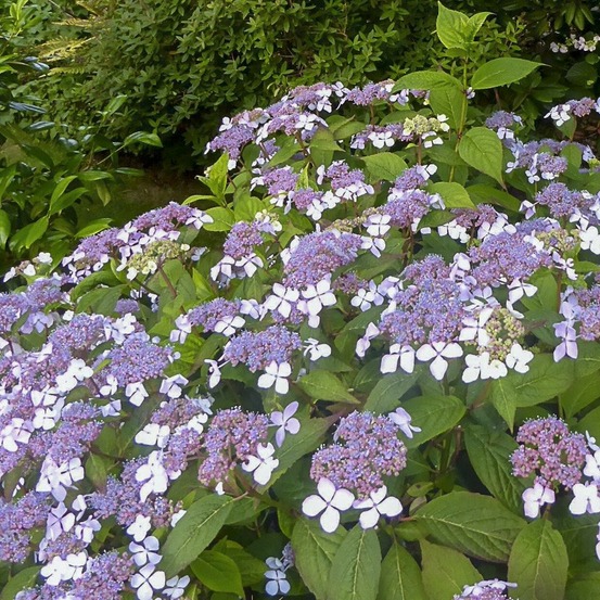 Hortensia 'grayswood' pot de 2l/3l