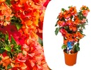 Bougainvillier 'dania' sur portoir - fleurs orange - pot 17cm - hauteur 50-60cm