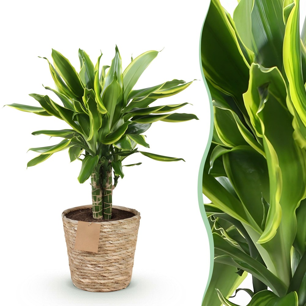 Dracaena fragrans golden coast – pot 17cm – hauteur 50-55 cm