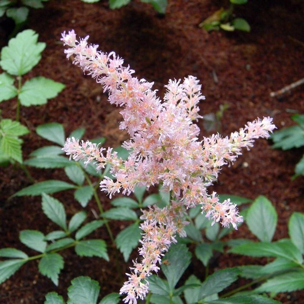 Astilbe d'arends bressingham beauty lot de 5 godets
