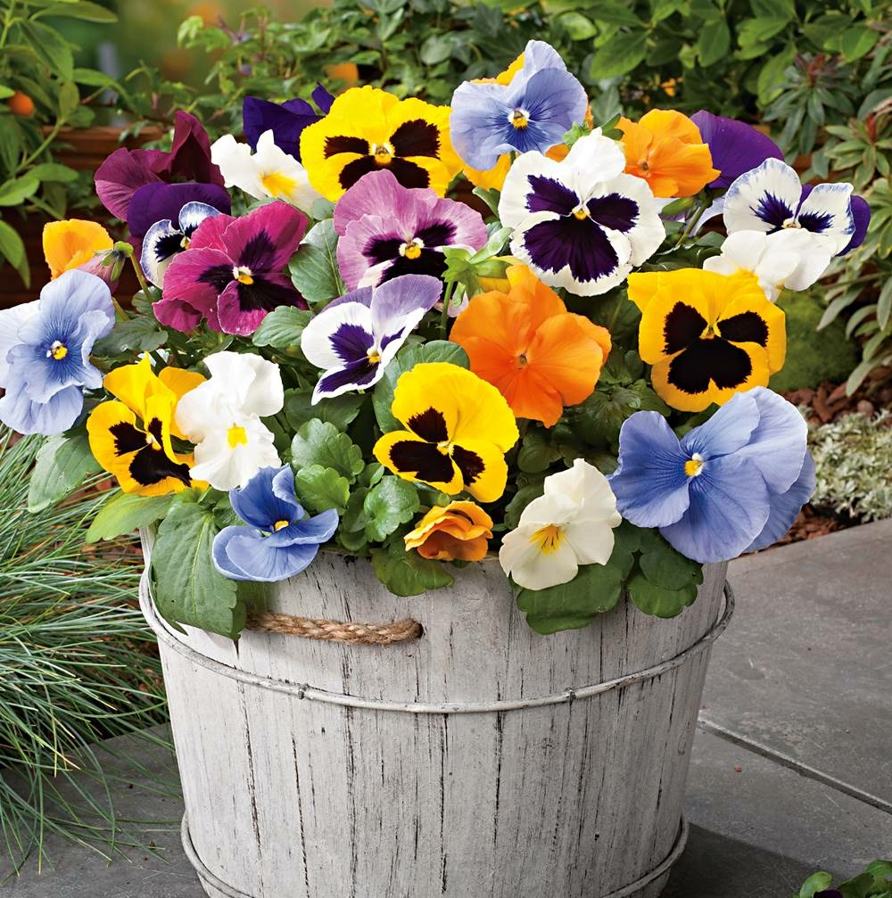 Melange pensees a macules - lot de 6 godets