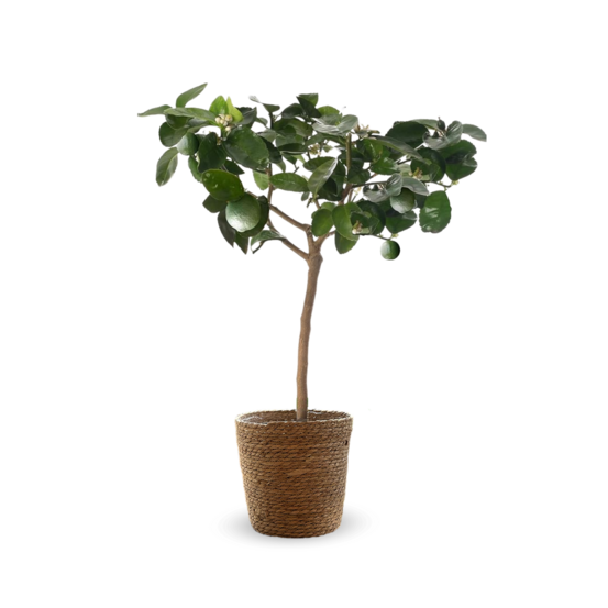 Citronnier vert avec panier en jonc de mer - lime de Tahiti - agrume méditerranéen - arbre fruitier - ↕ 75-85 cm - ⌀ 25 cm
