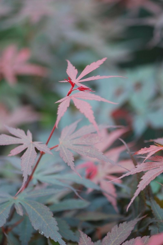 Erable 'skeeter's broom' - en pot de 4 litres