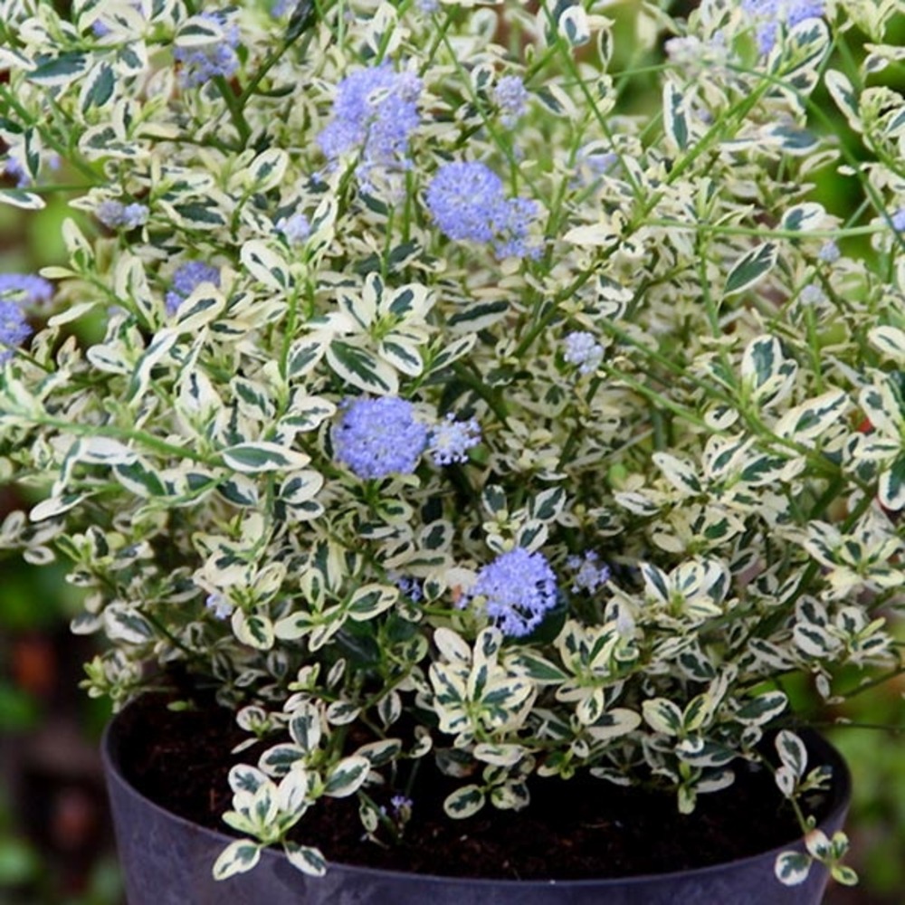 Céanothe de santa barbara, lilas de californie 'cool blue ' pot de 4l/5l
