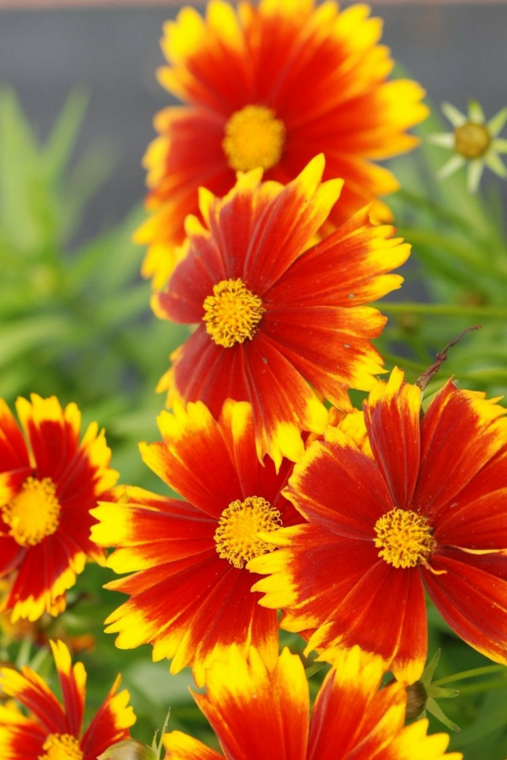 Coreopsis 'gold & bronze' - en pot de 3 litres
