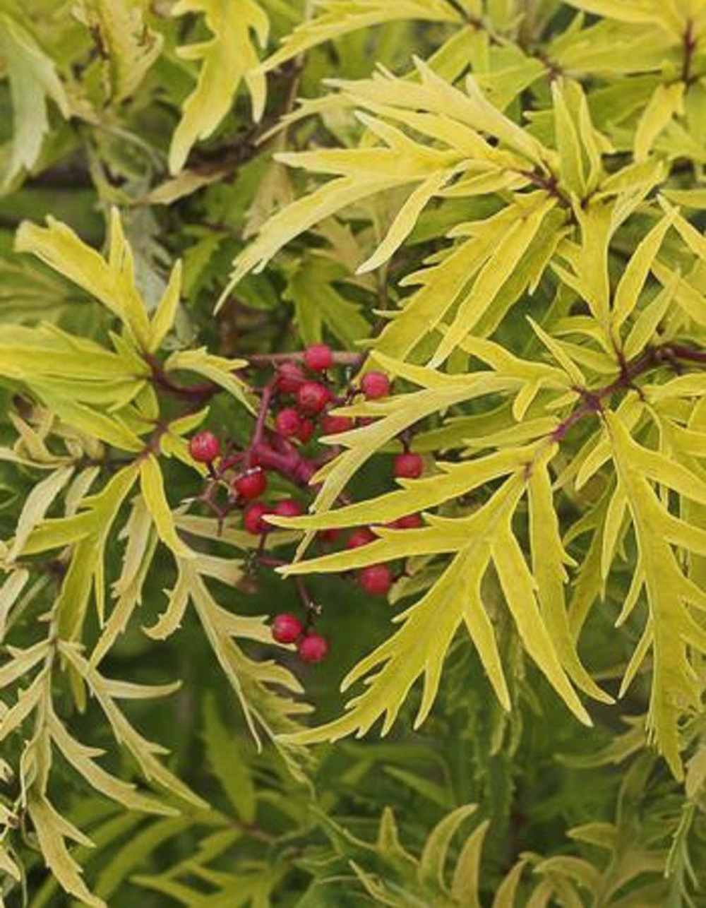 Sureau à grappes 'lemony lace' pot de 2l/3l