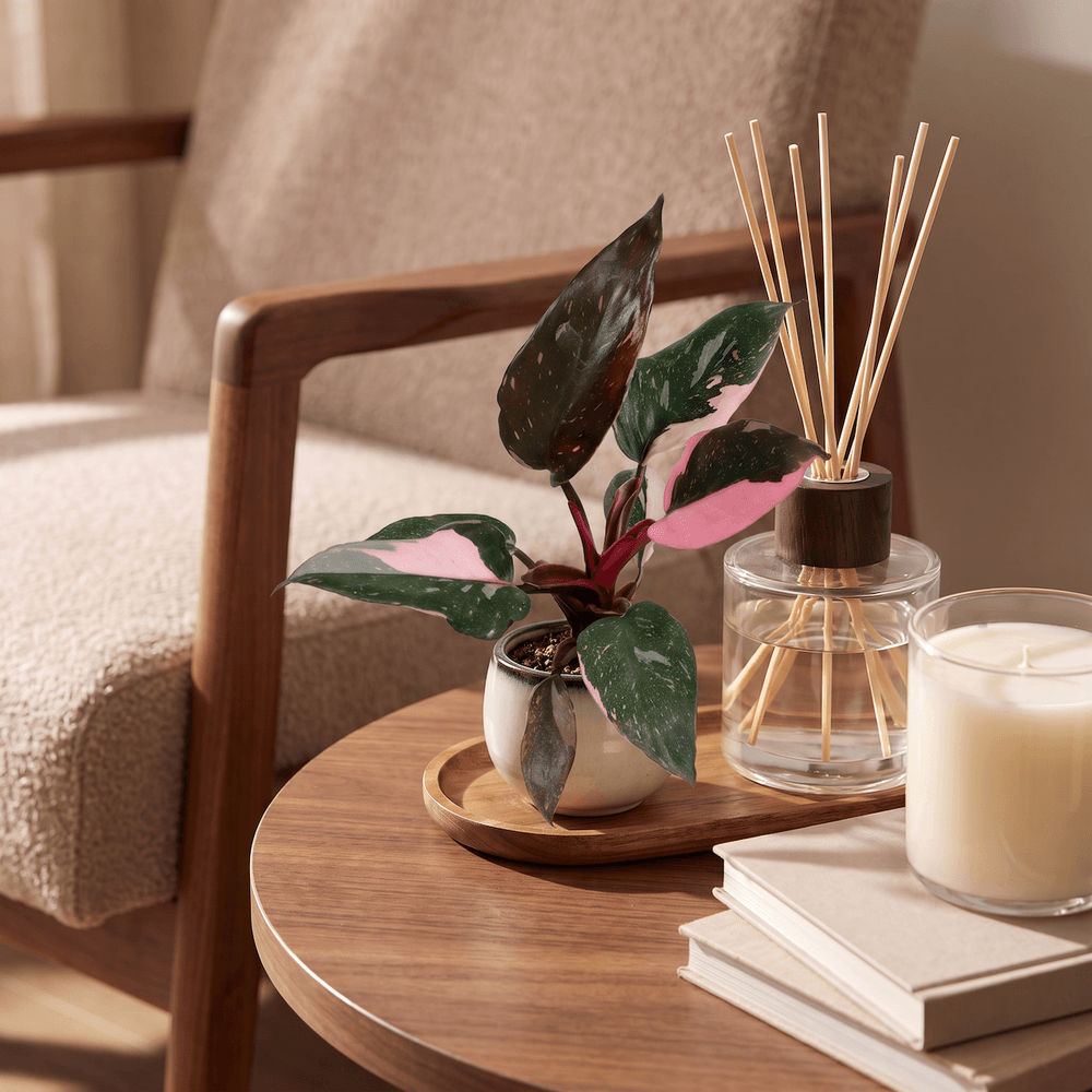 Philodendron pink princess marble - pot de 6cm - hauteur 12cm - plante d'extérieur
