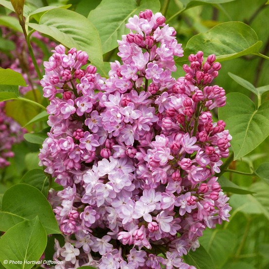 Lilas commun 'belle de nancy' pot de 3l/4l