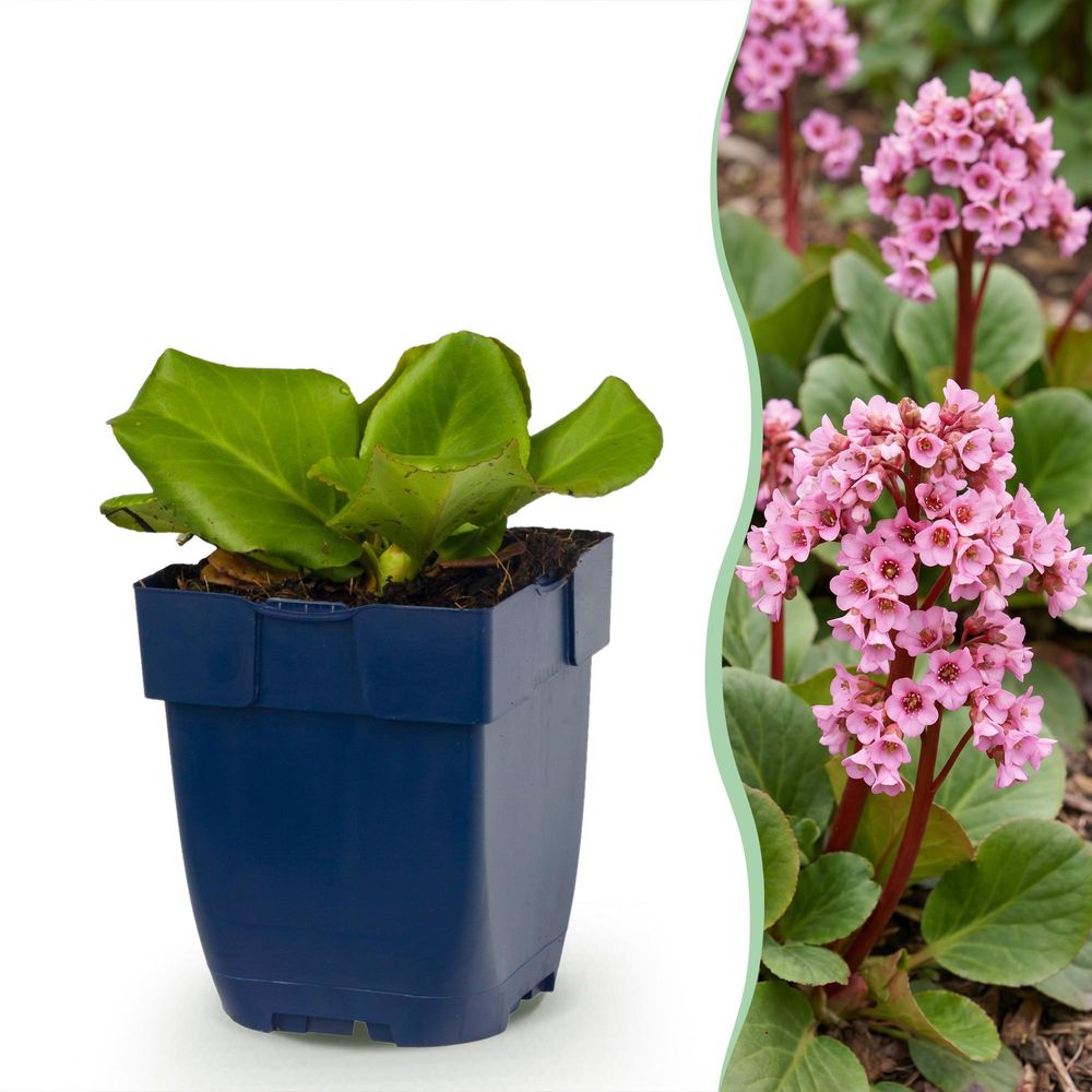 Bergénia - lot de 24 - pot 11 cm - hauteur 25 cm