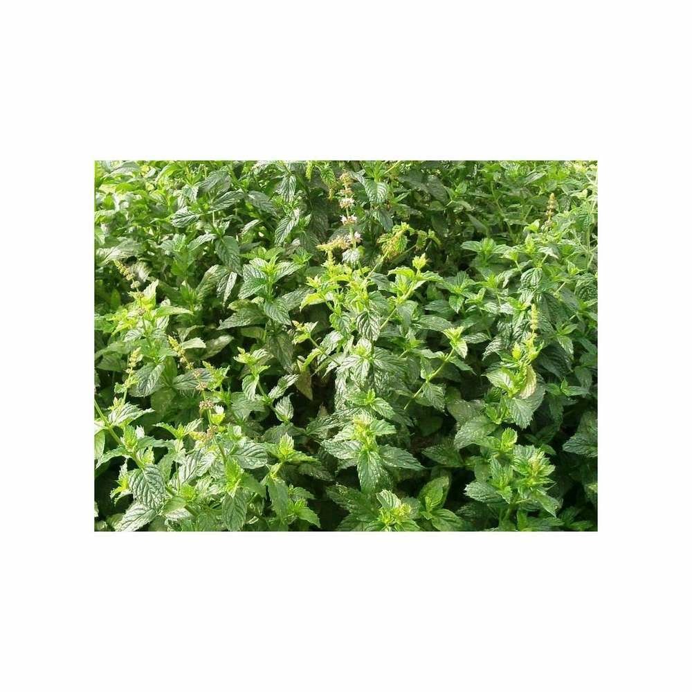 Graines de menthe verte