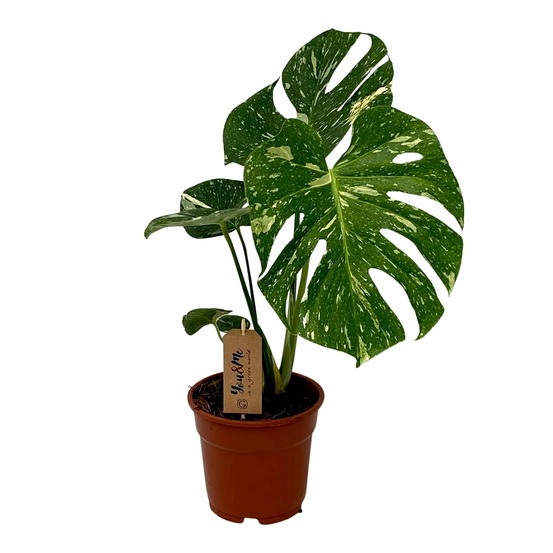 Monstera deliciosa - h50 cm - ø17 cm