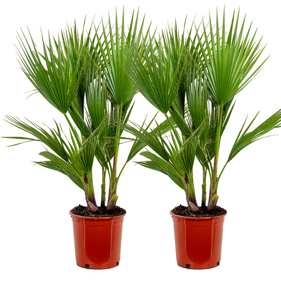 Lot de 2 - washingtonia robusta - palmier éventail mexicain - 80-100 cm de haut - pot 21 cm